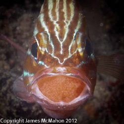 Cardinal Fish nursing eggs taken at Robbs Jetty just sout... by James Mcmahon 